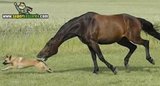 th_sb1139-caballo-que-muerde